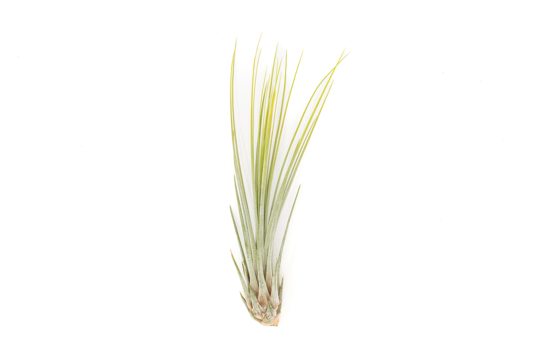 bright green color enhanced tillandsia juncea air plant