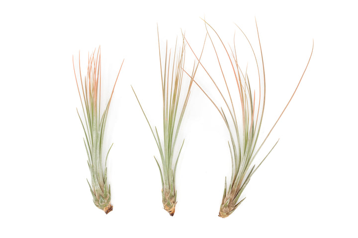 three color enhanced coral tillandsia juncea air plants