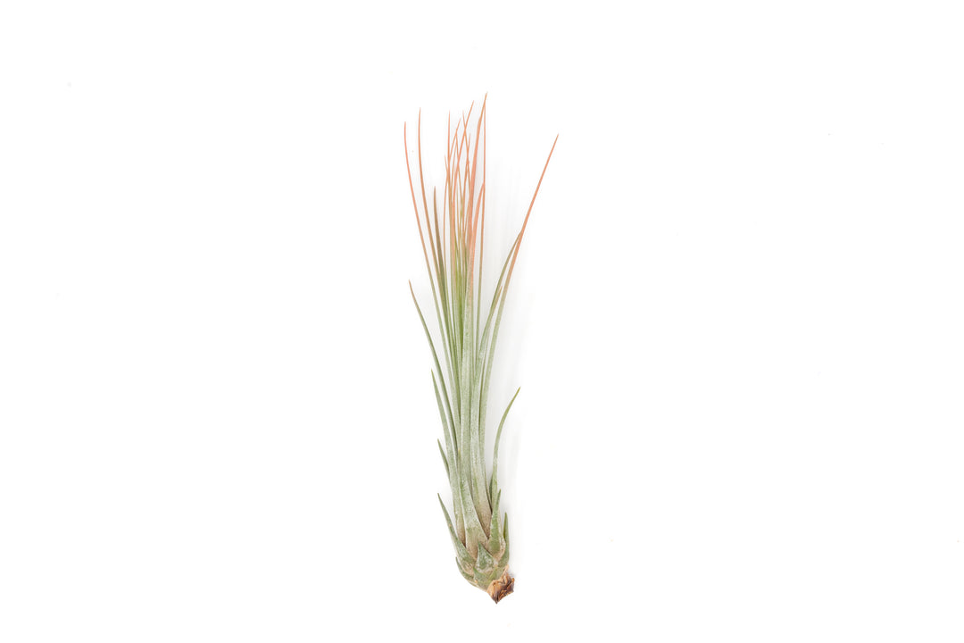 color enhanced coral tillandsia juncea air plant