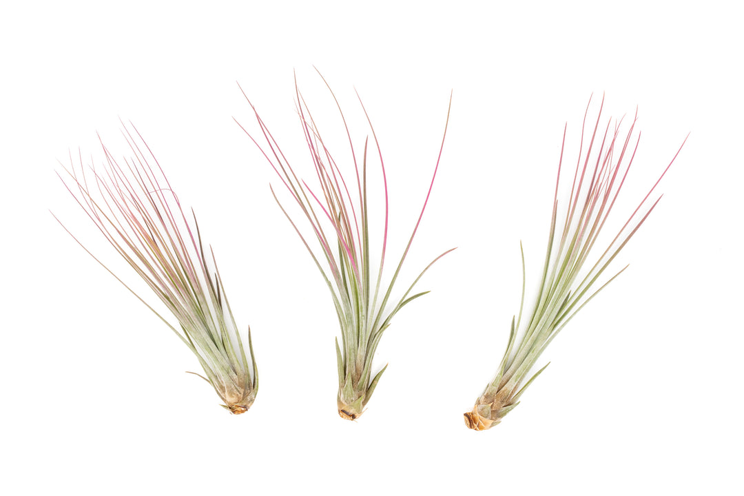three color enhanced pink tillandsia juncea air plants