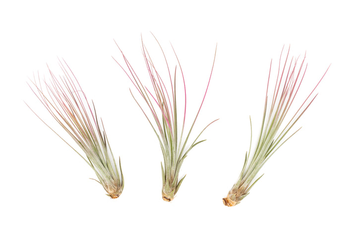 three color enhanced pink tillandsia juncea air plants