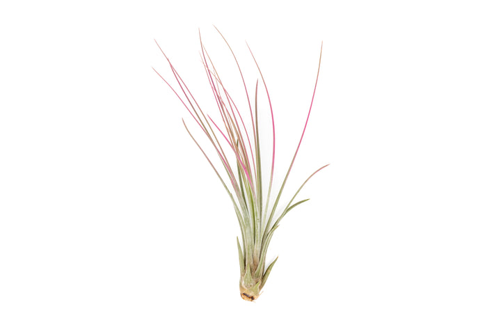 color enhanced pink tillandsia juncea air plant