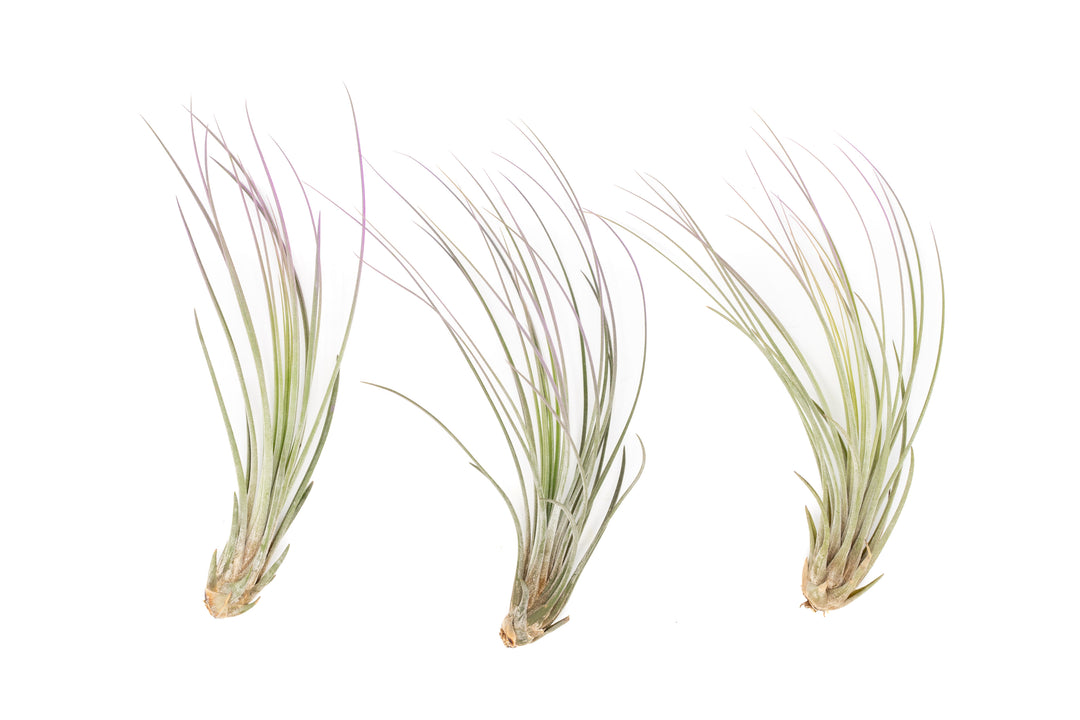three color enhanced lavender tillandsia juncea air plants