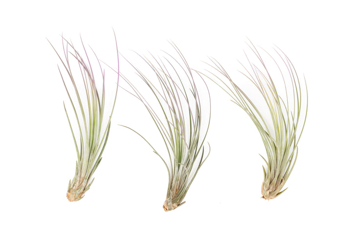 three color enhanced lavender tillandsia juncea air plants