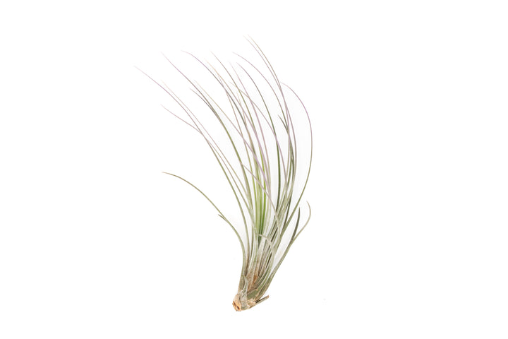 color enhanced lavender tillandsia juncea air plant