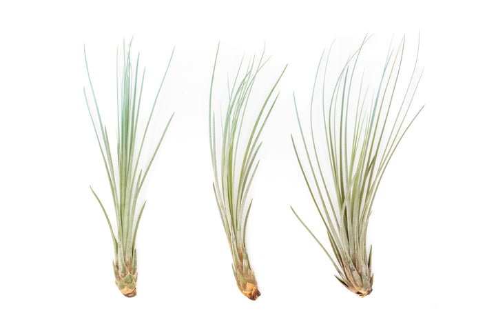 three color enhanced blue tillandsia juncea air plants