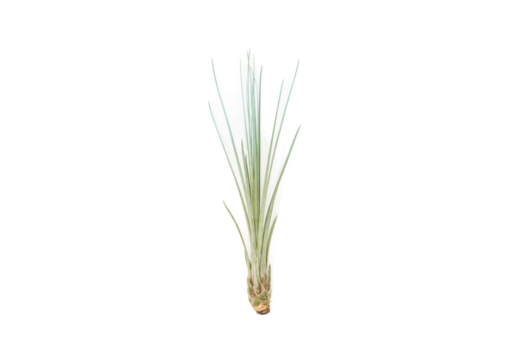 color enhanced blue tillandsia juncea air plant