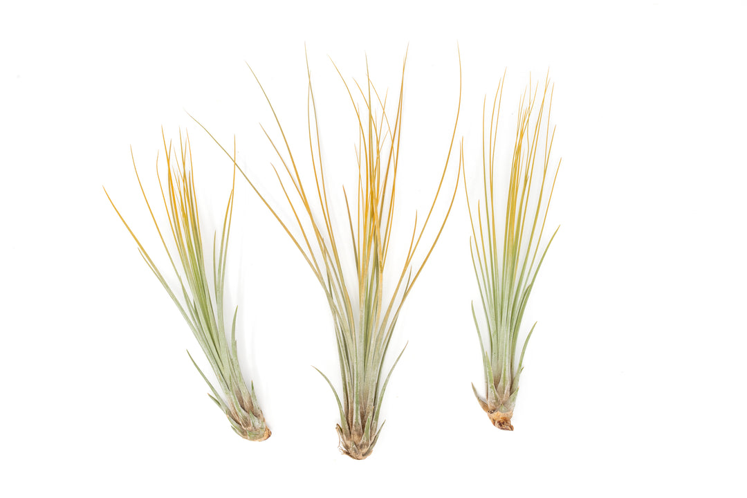 three color enhanced orange tillandsia juncea air plants
