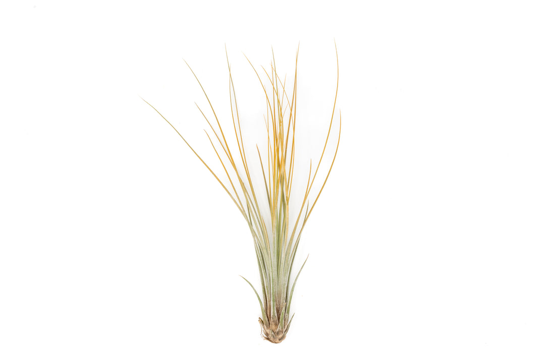color enhanced orange tillandsia juncea air plant