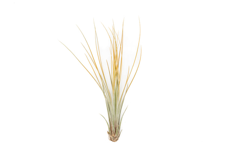 color enhanced orange tillandsia juncea air plant