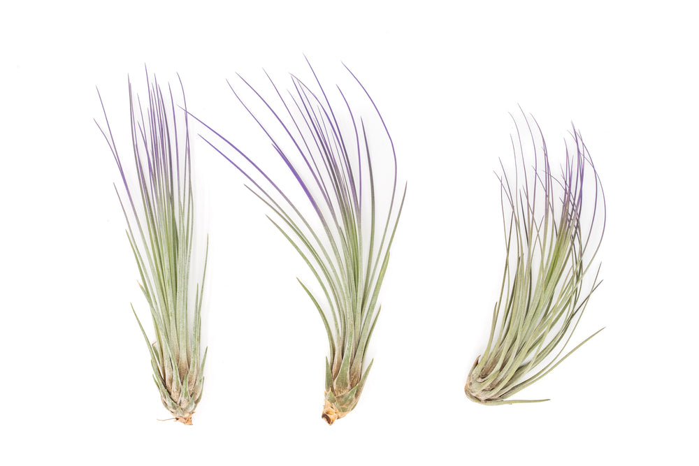 three color enhanced purple tillandsia juncea air plants