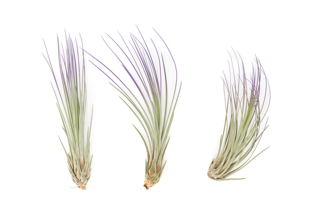 three color enhanced purple tillandsia juncea air plants