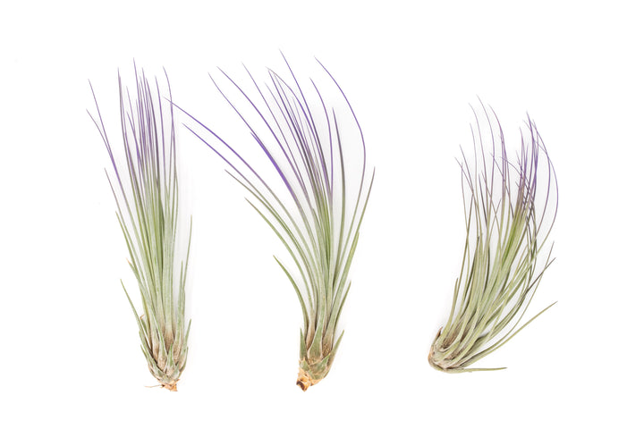 three color enhanced purple tillandsia juncea air plants