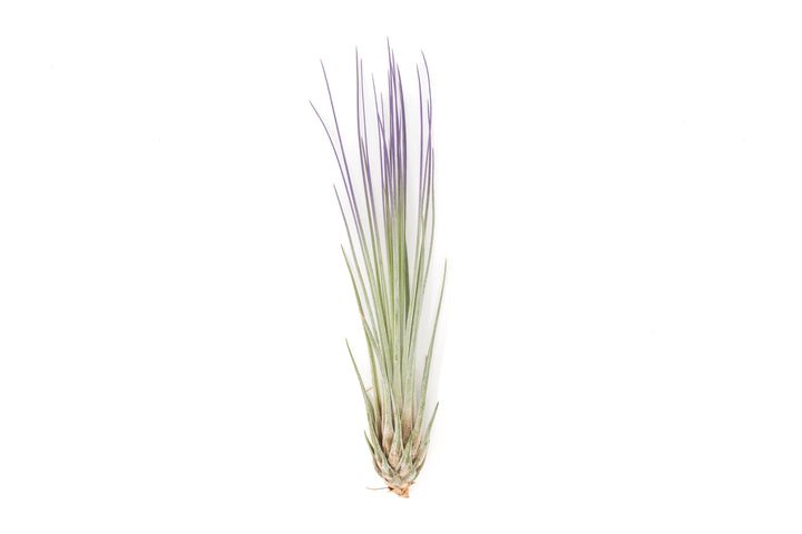 color enhanced purple tillandsia juncea air plant