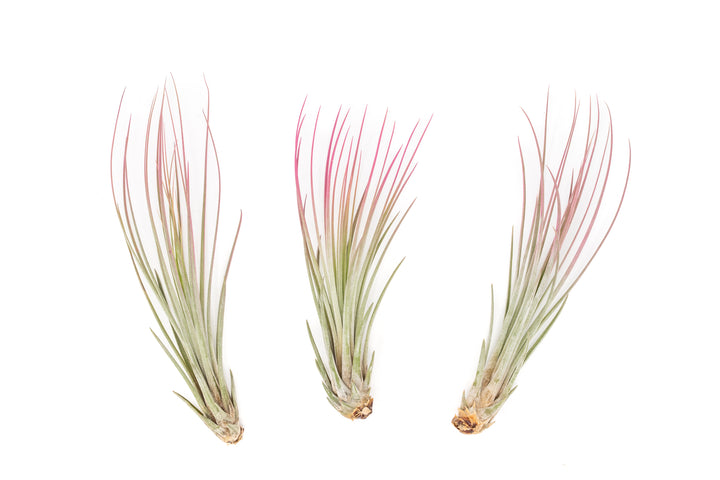 three color enhanced pink tillandsia juncea air plants