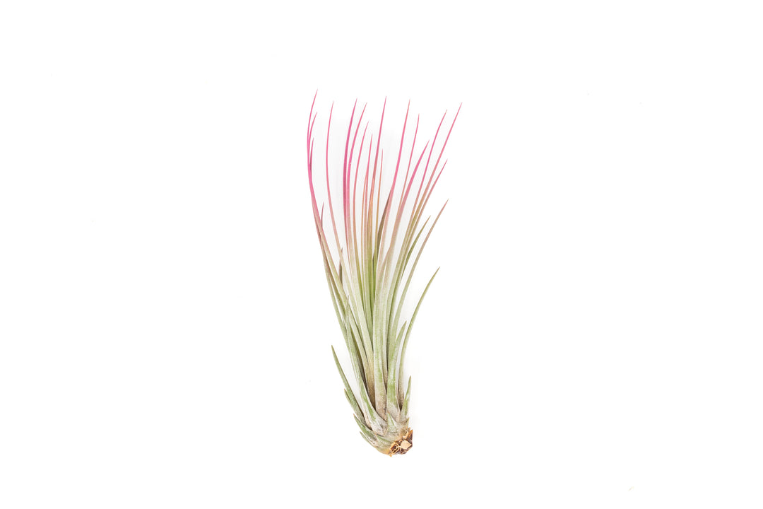 color enhanced pink tillandsia juncea air plant