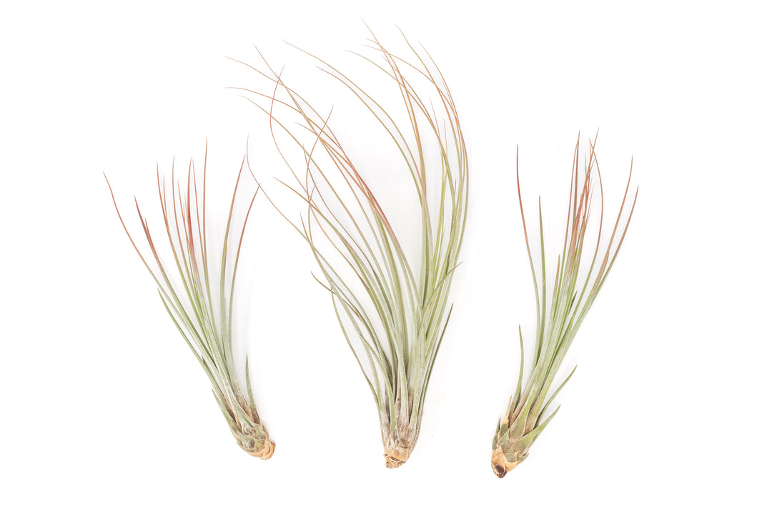 three color enhanced red tillandsia juncea air plants