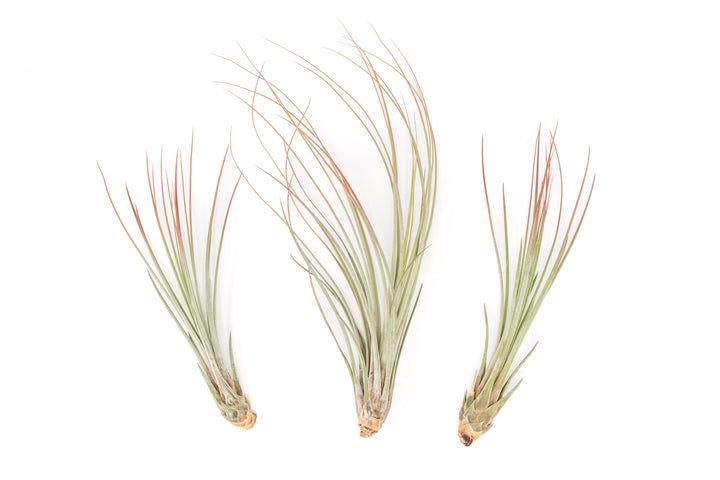 three color enhanced red tillandsia juncea air plants
