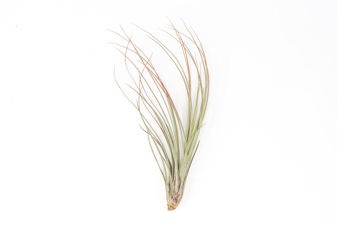 color enhanced red tillandsia juncea air plant
