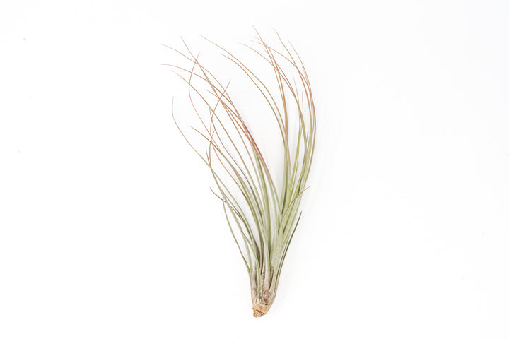 color enhanced red tillandsia juncea air plant