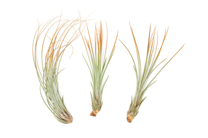 three color enhanced orange tillandsia juncea air plants
