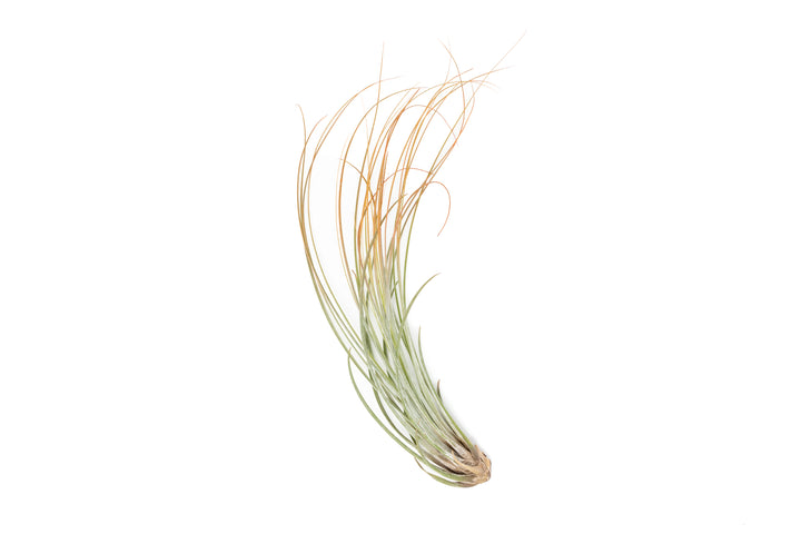 color enhanced orange tillandsia juncea air plant