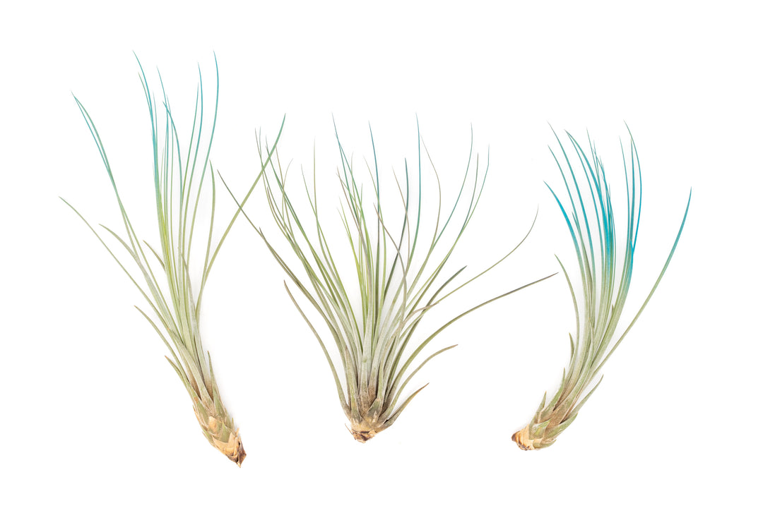 three color enhanced teal tillandsia juncea air plants