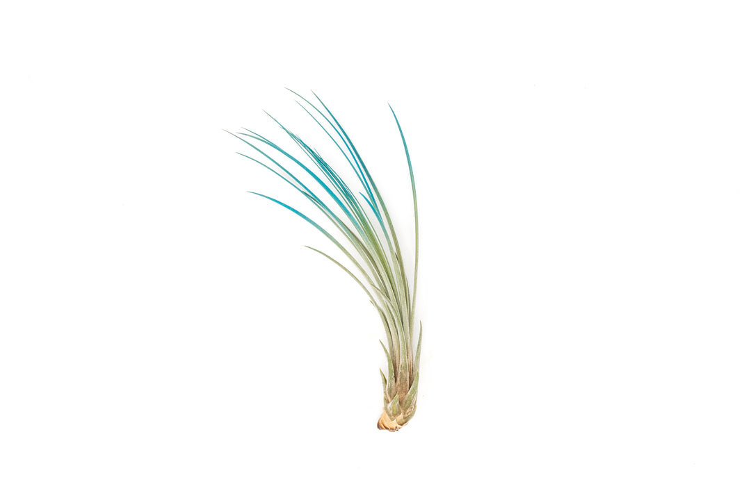 color enhanced blue tillandsia juncea air plant