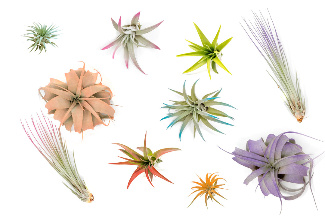 air plant changing color The Pride Collection of Color Enhanced Tillandsia Air Plants