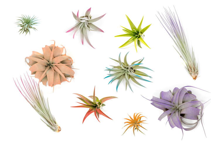 The Pride Collection of Color Enhanced Tillandsia Air Plants