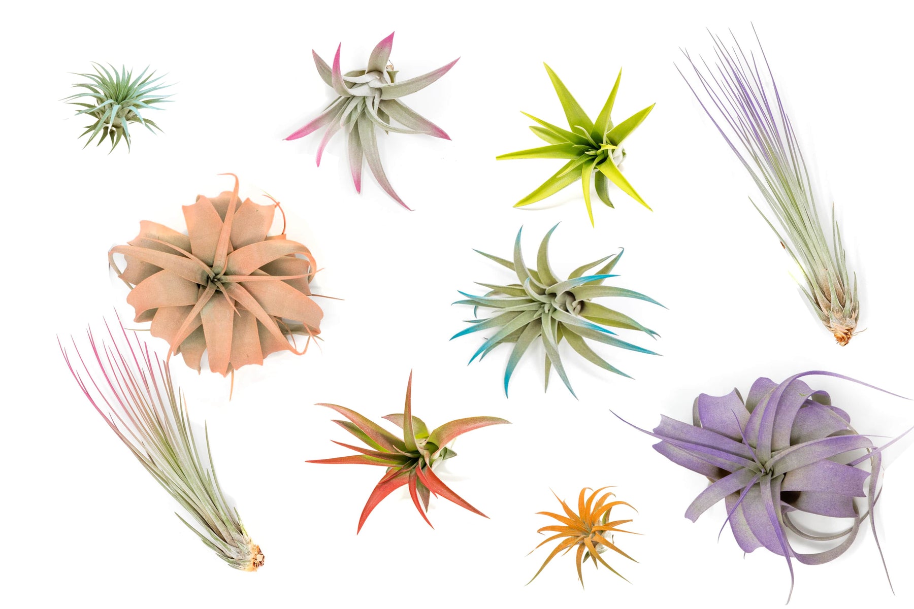 enhanced air plants The Pride Collection of Color Enhanced Tillandsia Air Plants
