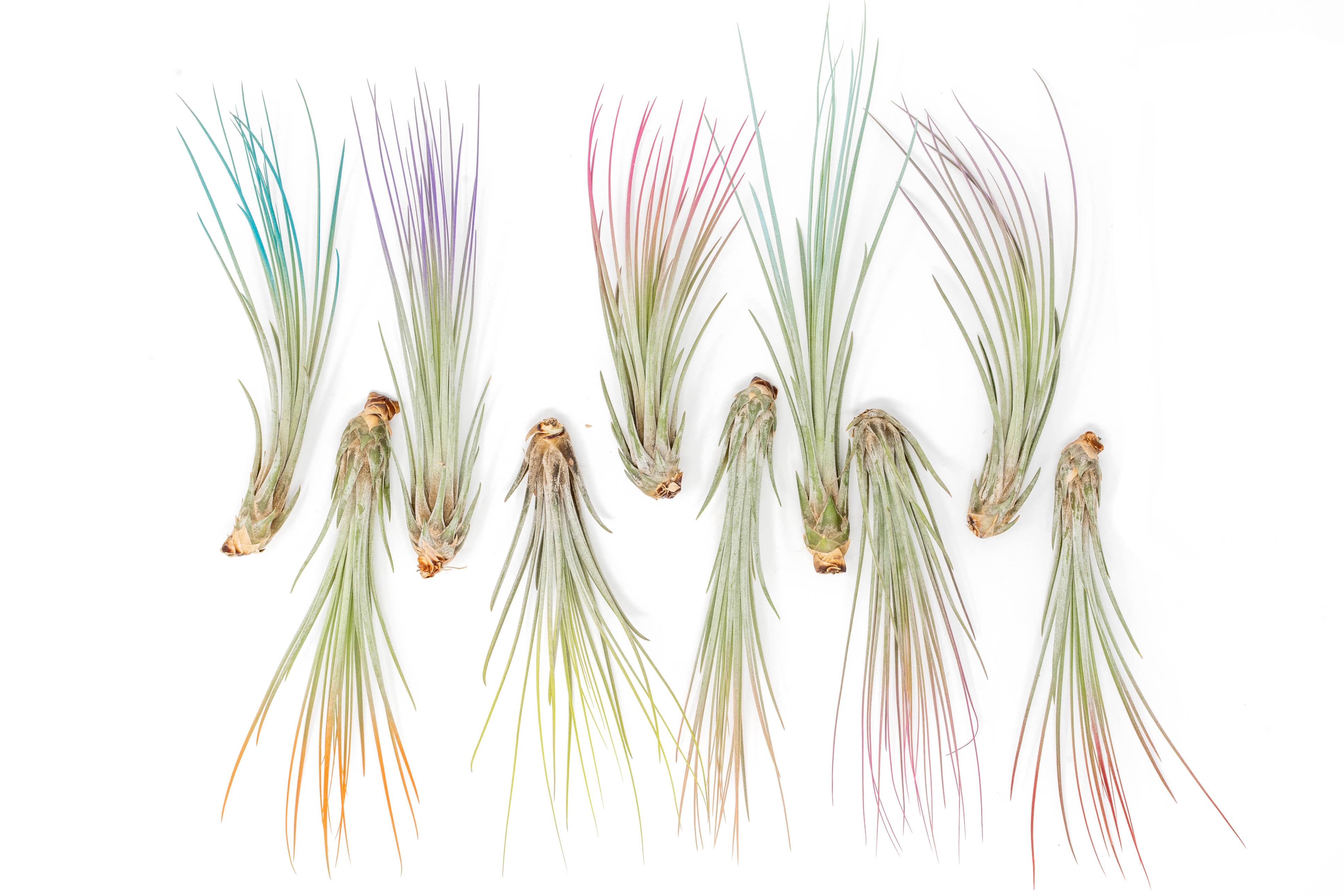 The Pride Collection of Color Enhanced Tillandsia Air Plants – Air