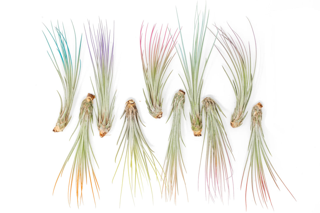 enhanced air plants The Pride Collection of Color Enhanced Tillandsia Air Plants