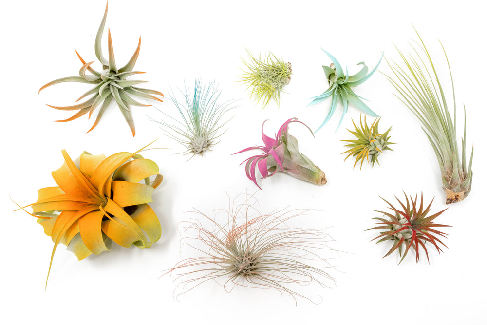 color enhanced assorted tillandsia air plants