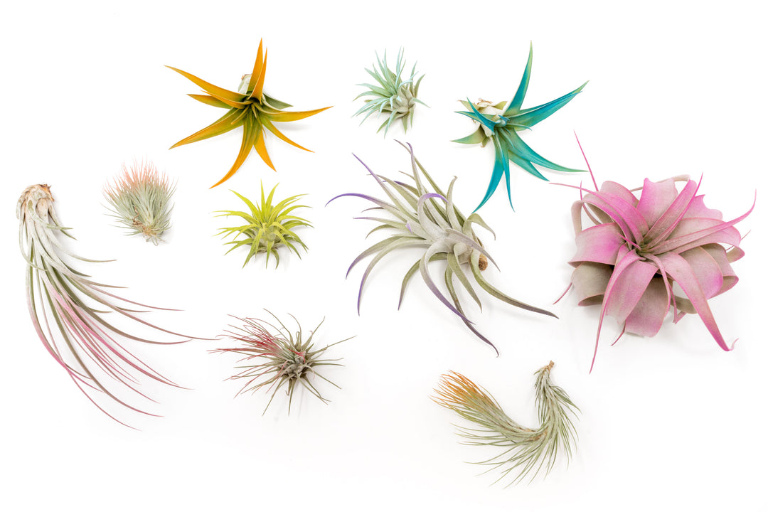 color enhanced assorted tillandsia air plants
