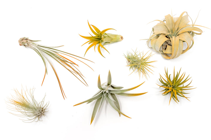 color enhanced orange assorted tillandsia air plants