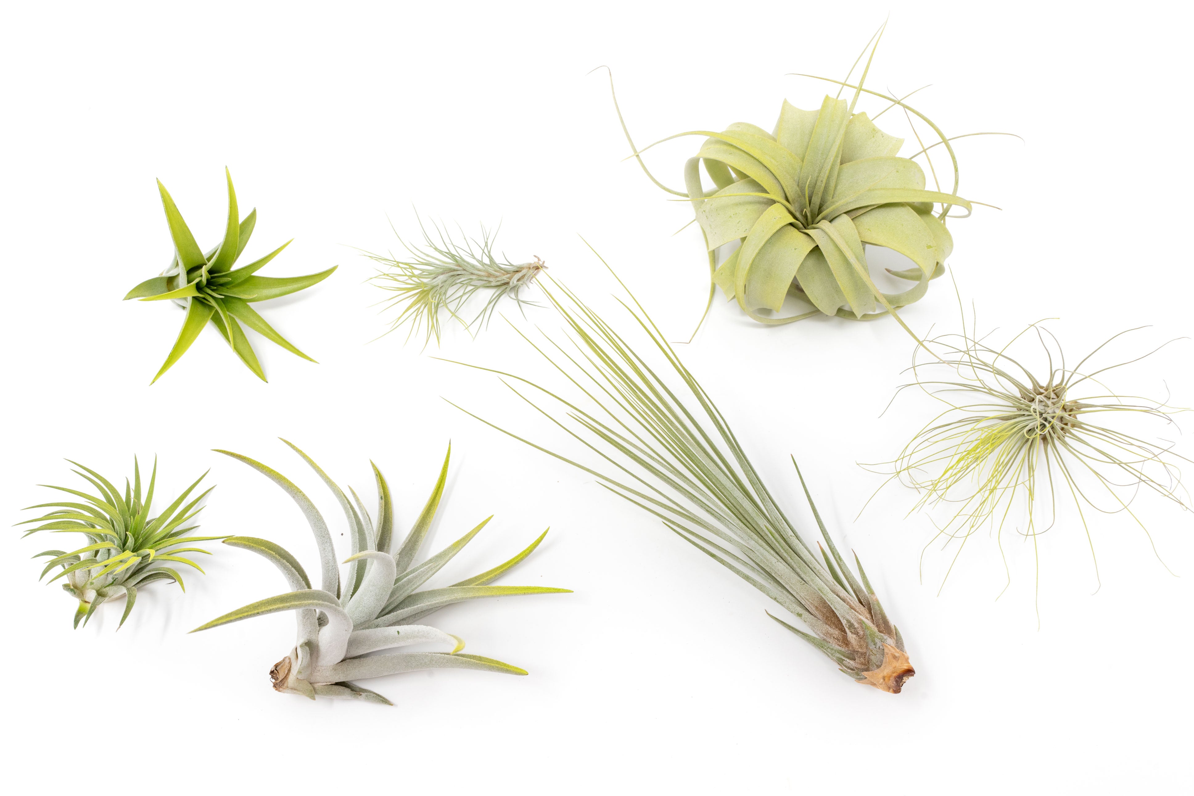 enhanced air plants Wholesale