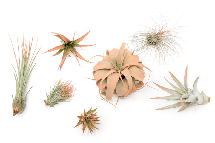 color enhanced coral assorted tillandsia air plants