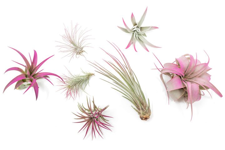 Assorted tillandsia air plants color enhanced in fushia