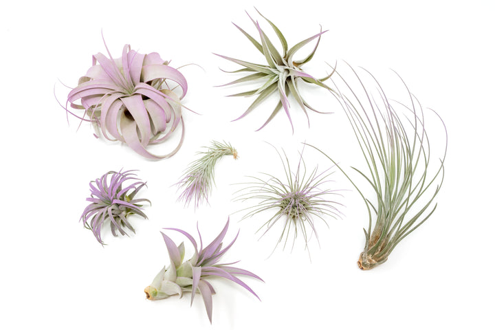 Wholesale - Lavender Enhanced Tillandsia Air Plants