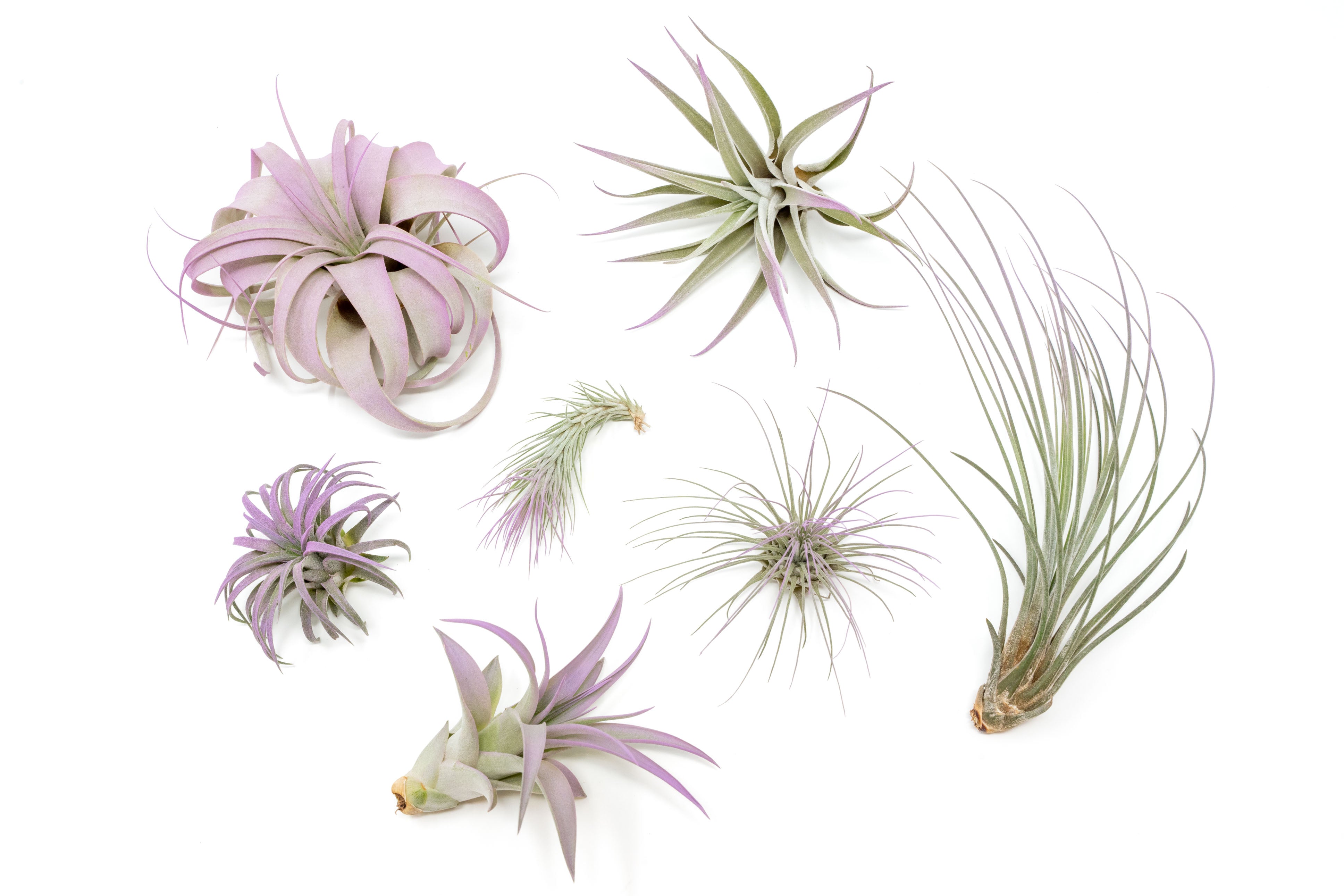 Lavender Enhanced, Colored, Painted & Dyed Tillandsia Air Plants