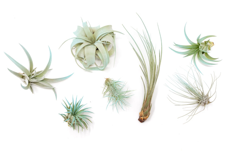 color enhanced assorted tillandsia air plants in blue