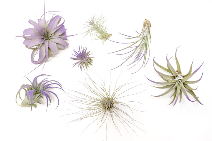 color enhanced purple assorted tillandsia air plants