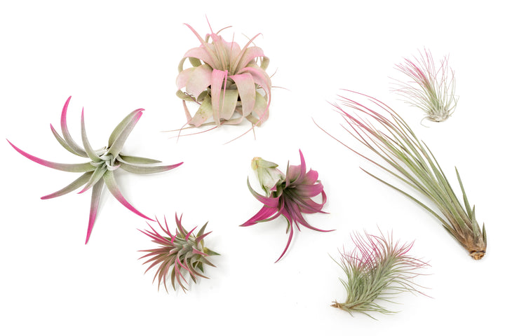 pink color enhanced assorted tillandsia air plants