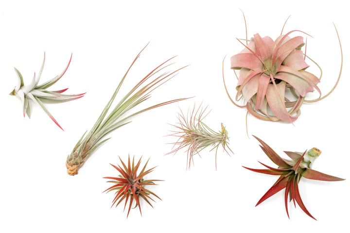 color enhanced red assorted tillandsia air plants
