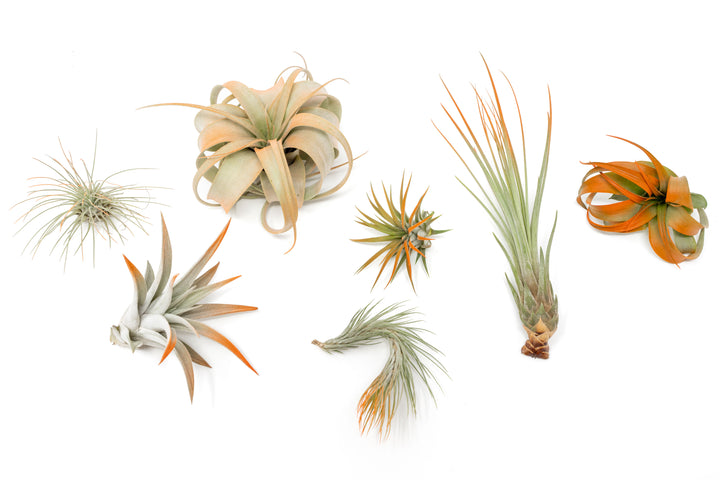 color enhanced orange assorted tillandsia air plants