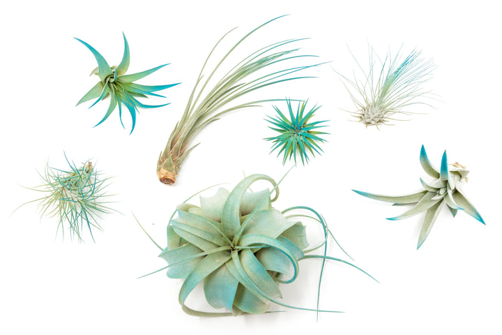 teal color enhanced assorted tillandsia air plants