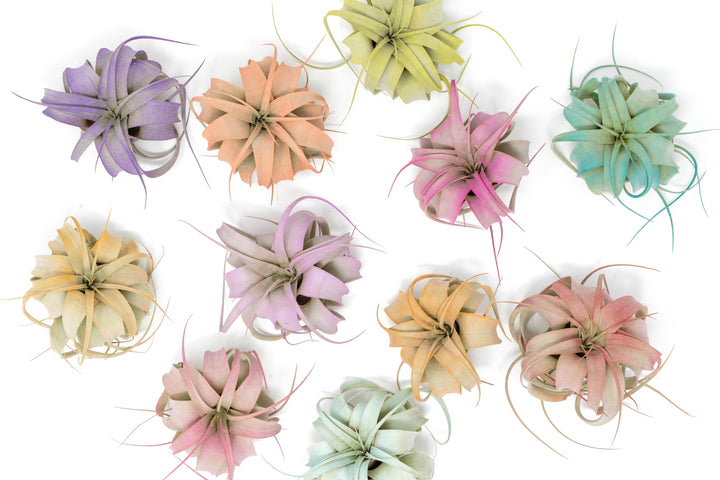 color enhanced mini tillandsia xerographica in green, yellow, teal, pink, red, lavender and purple