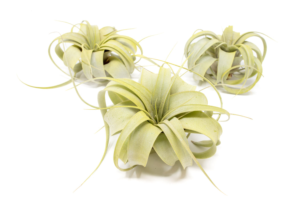 three bright green color enhanced tillandsia mini xerographica air plant