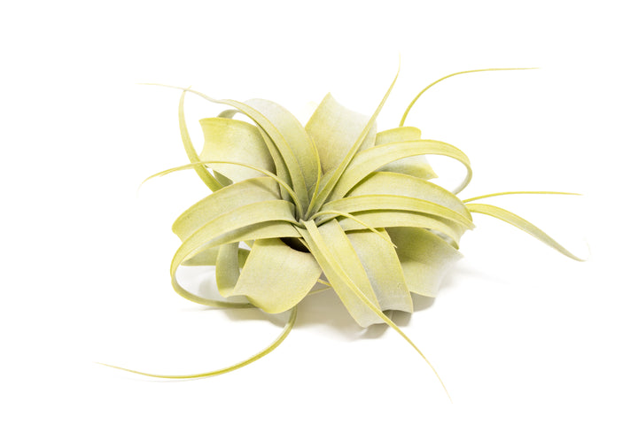 bright green color enhanced tillandsia mini xerographica air plant